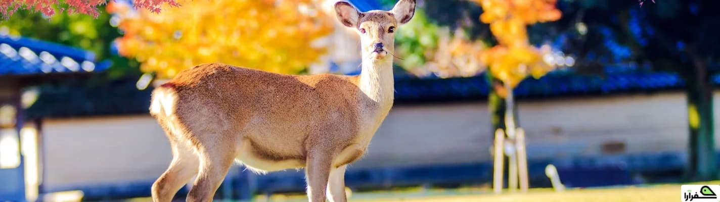 سفر به نارا | تجربه فرهنگ، طبیعت و تاریخ ژاپن